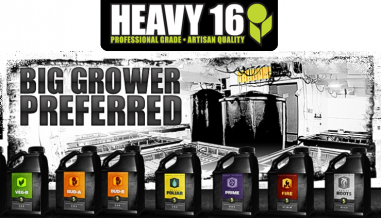 Heavy 16